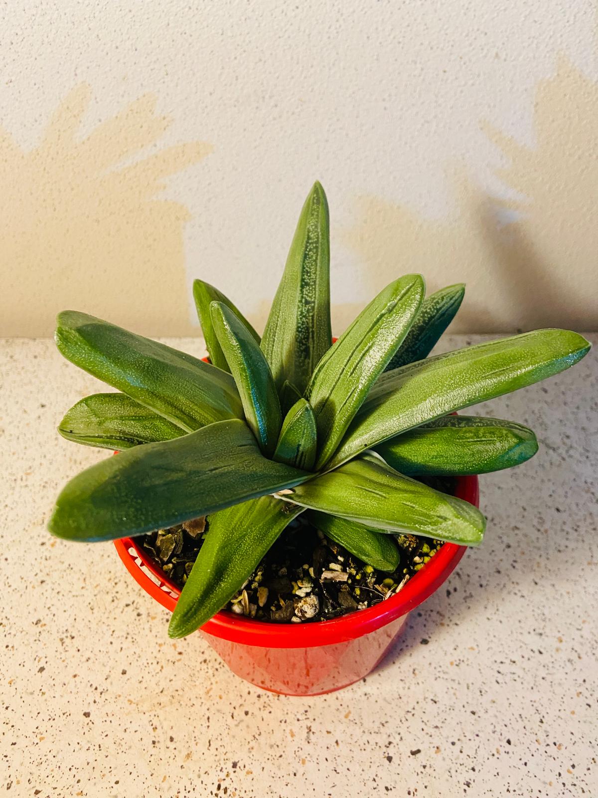 Gasteria Big Brother