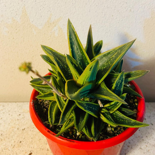 Gasteria X Aloe New Dawn