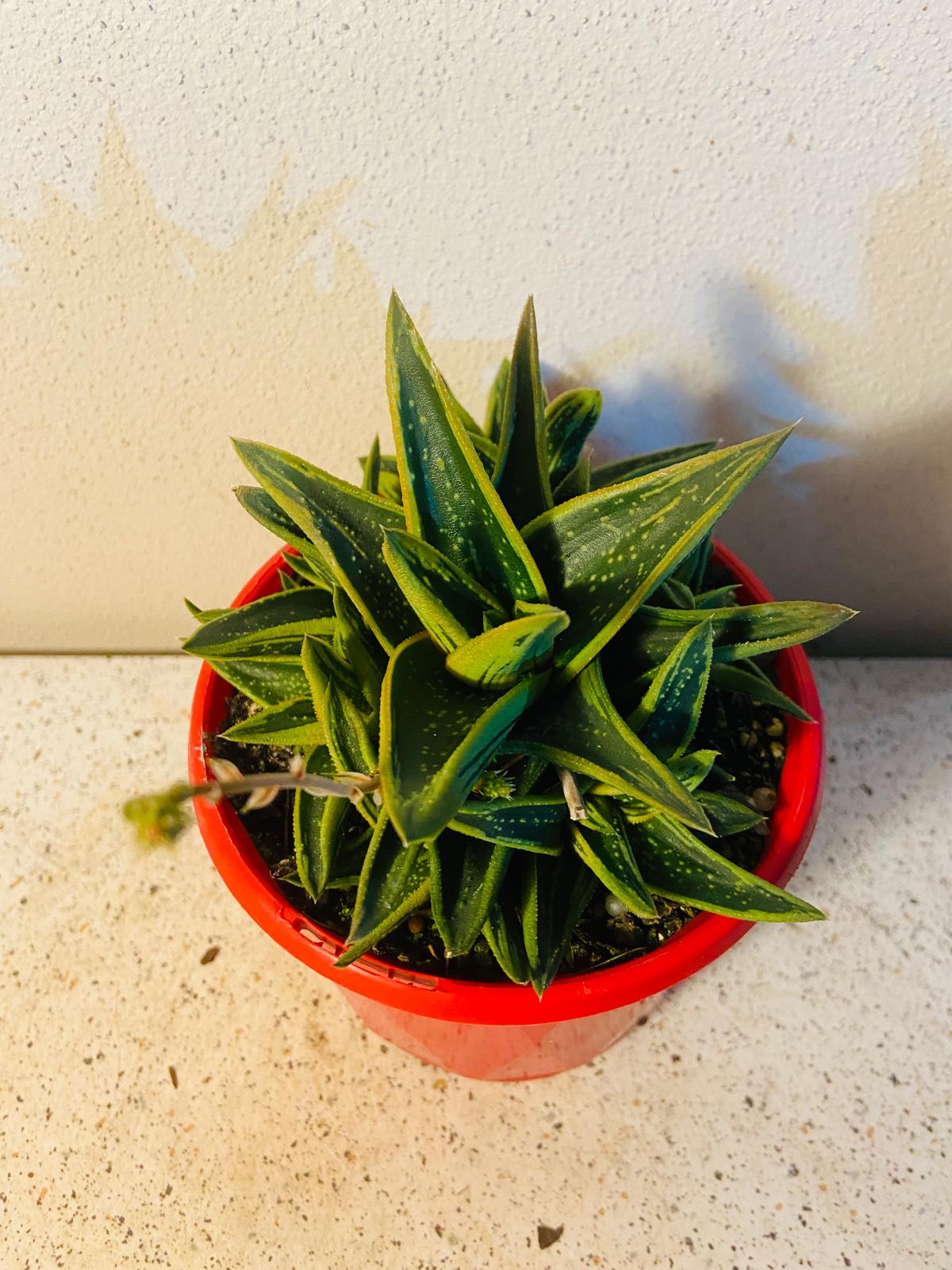 Gasteria X Aloe New Dawn