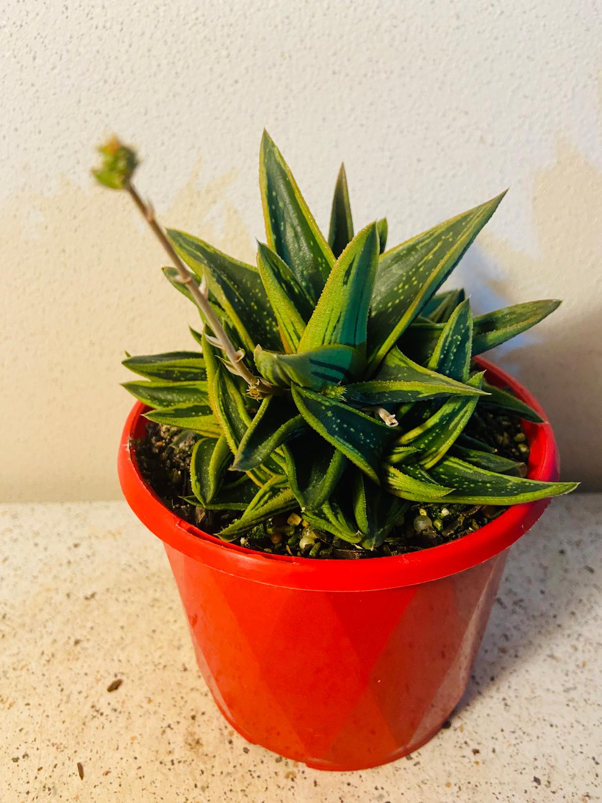 Gasteria X Aloe New Dawn