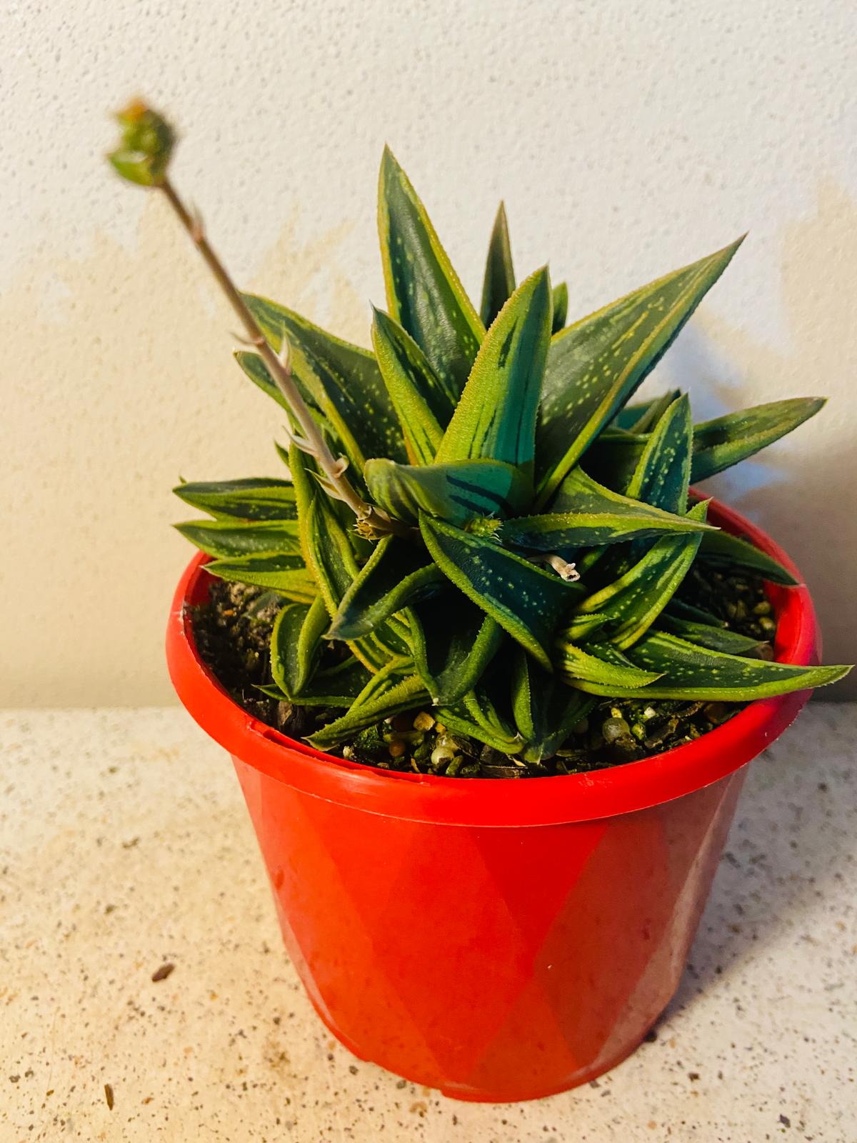 Gasteria X Aloe New Dawn