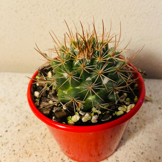 Cacti - Pincushion Cactus Johnstonii