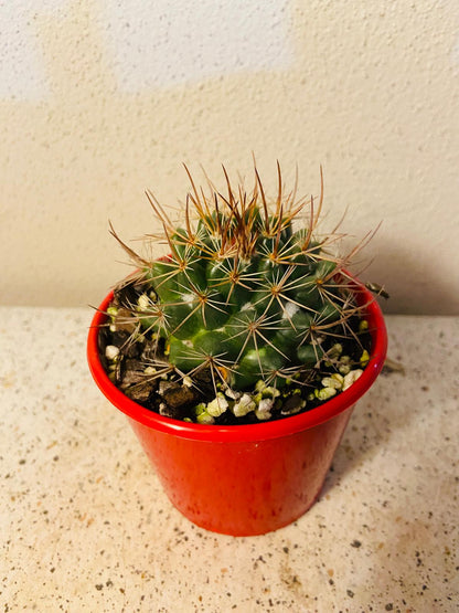 Cacti - Pincushion Cactus Johnstonii