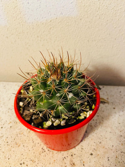 Cacti - Pincushion Cactus Johnstonii