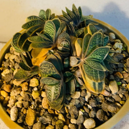 Gasteria Minima Variegated