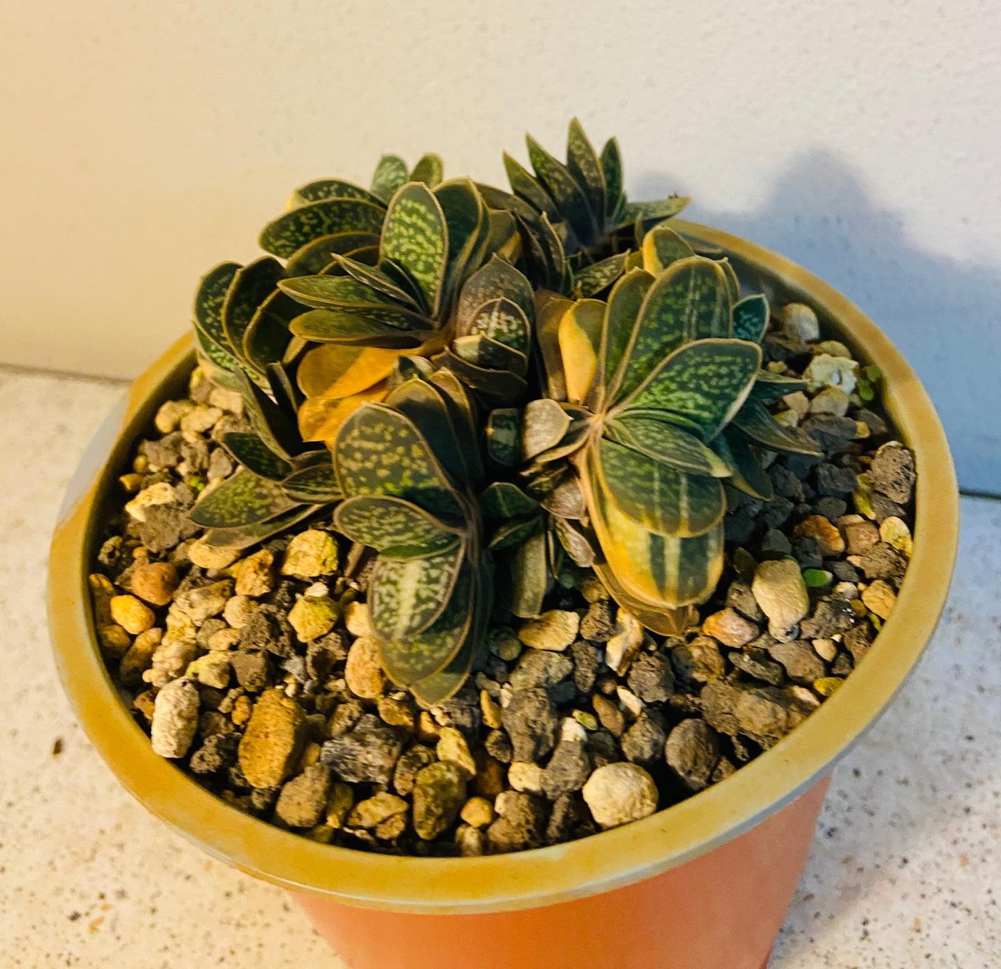 Gasteria Minima Variegated