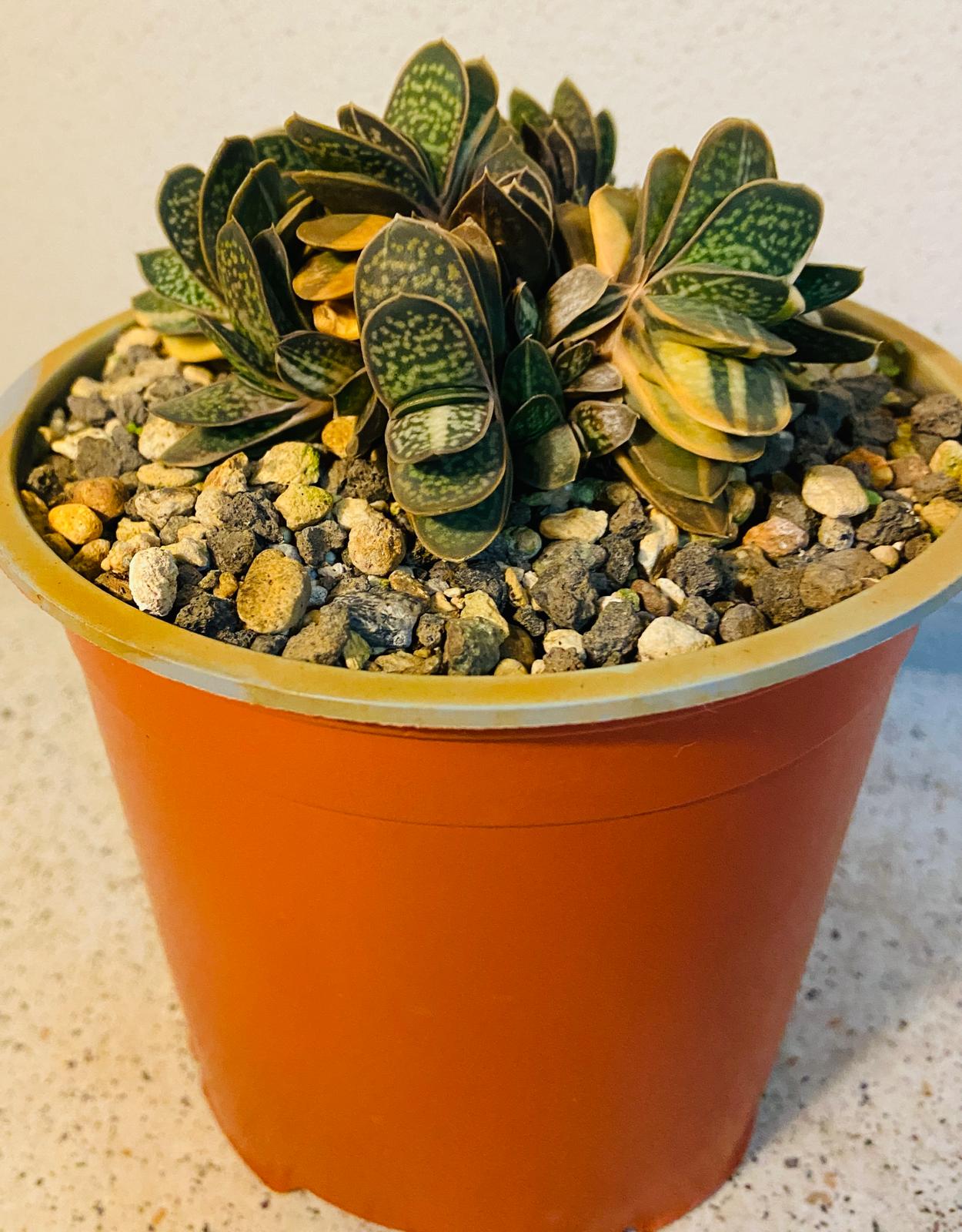 Gasteria Minima Variegated