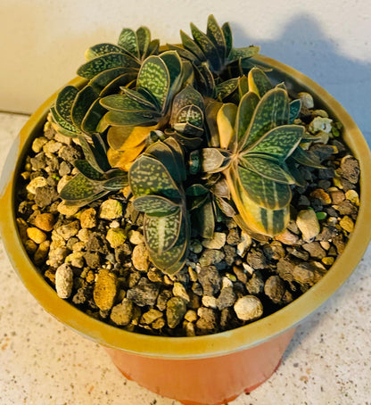 Gasteria Minima Variegated