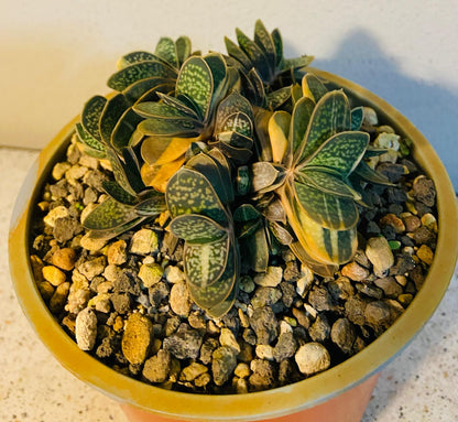 Gasteria Minima Variegated