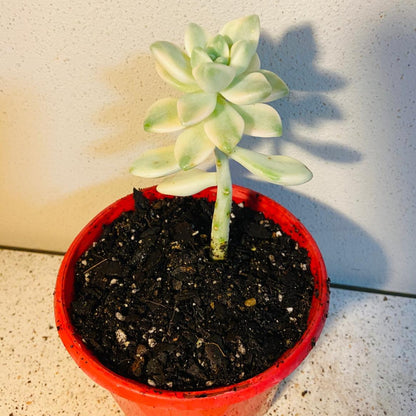 Graptopetalum Paraguayense Variegated