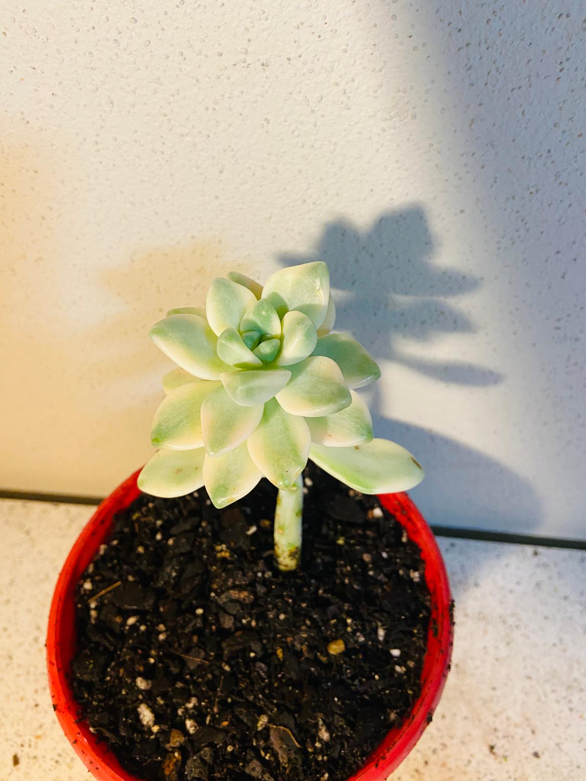 Graptopetalum Paraguayense Variegated