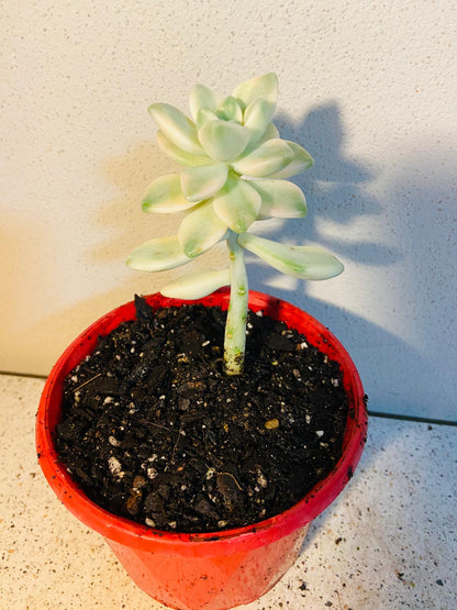 Graptopetalum Paraguayense Variegated