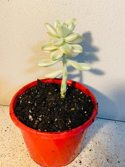 Graptopetalum Paraguayense Variegated