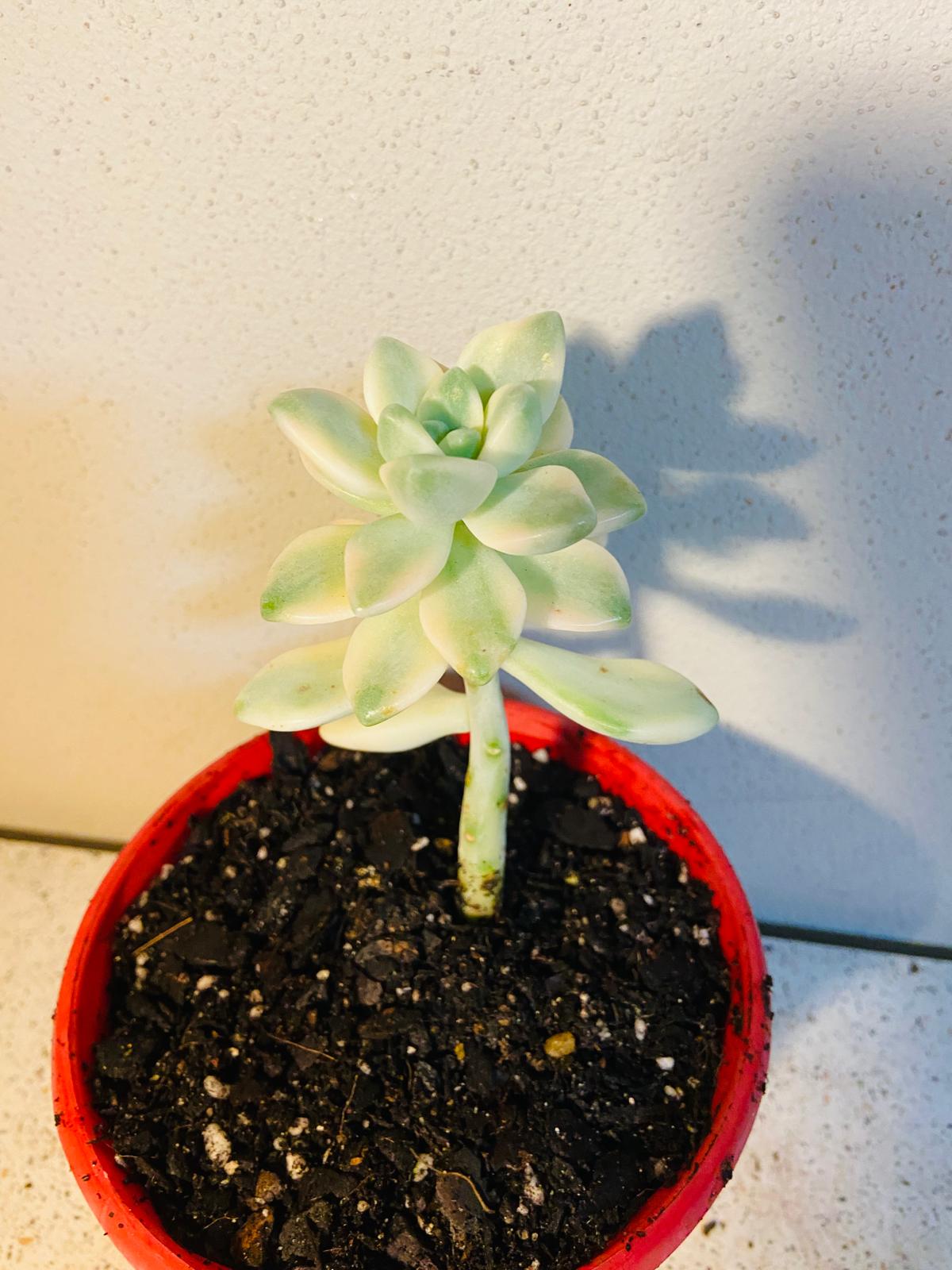 Graptopetalum Paraguayense Variegated