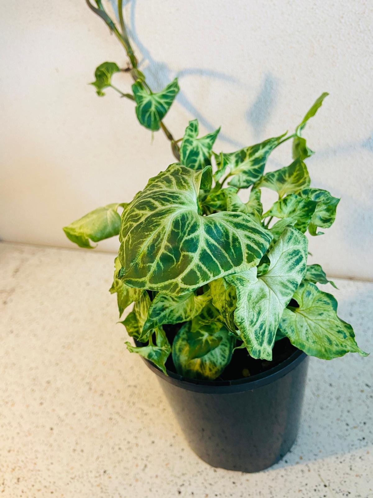 Buy Syngonium Batik | Easy Care Houseplant