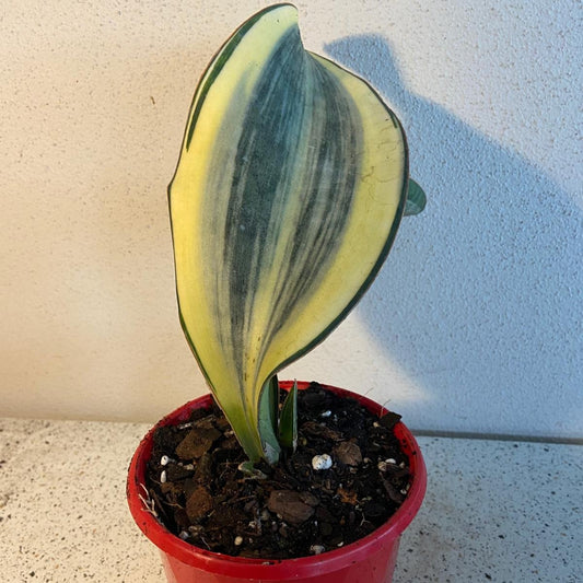 Sansevieria Masoniana Varigated - Whalefin