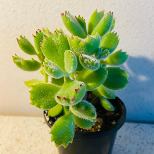 Cotyledon Bear's Paw