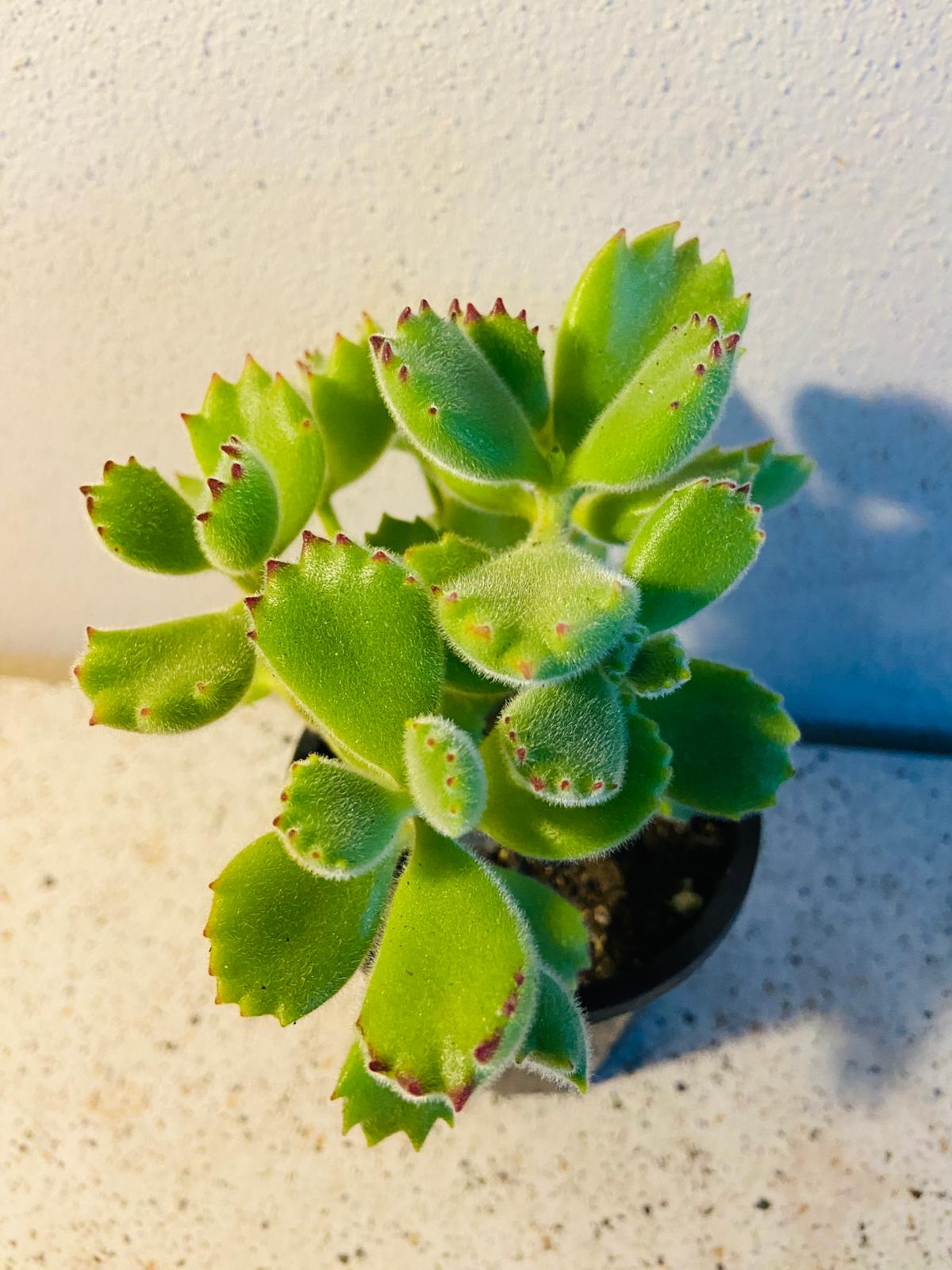 Cotyledon Bear's Paw