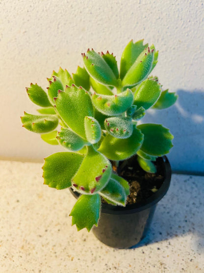 Cotyledon Bear's Paw