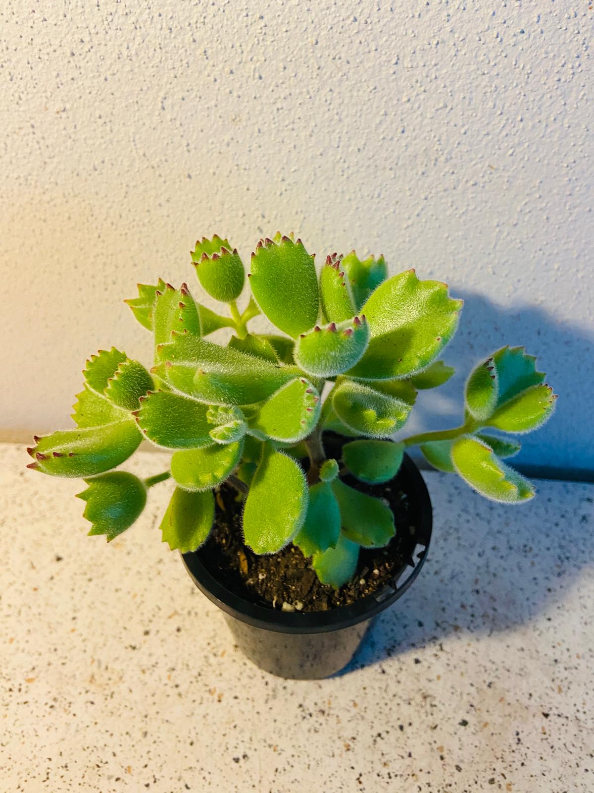 Cotyledon Bear's Paw