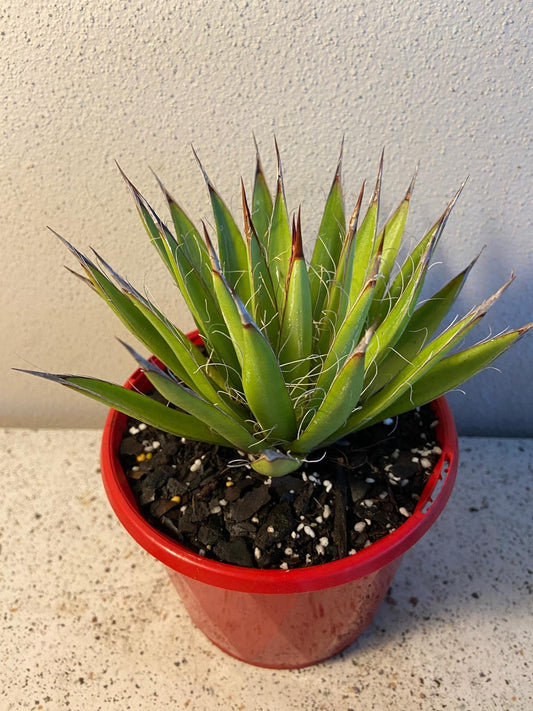 Agave Filifera #49