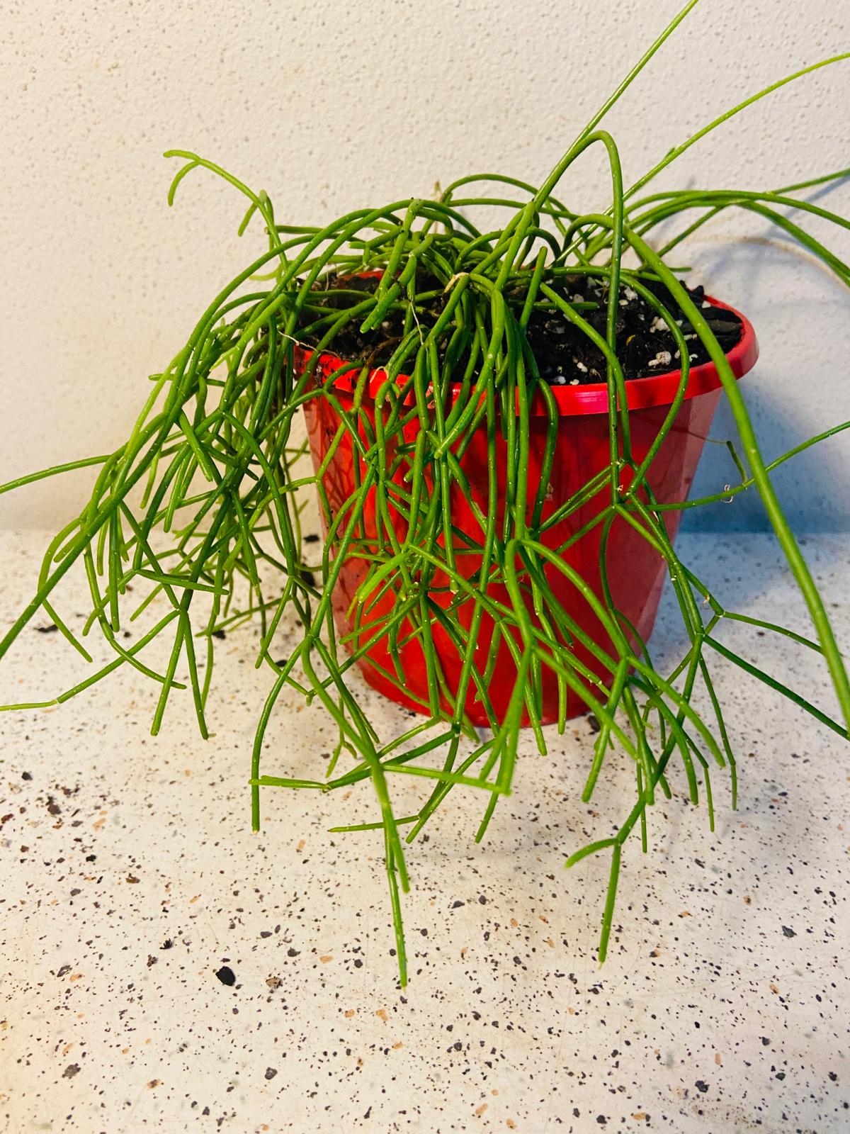 Rhipsalis Cassutha