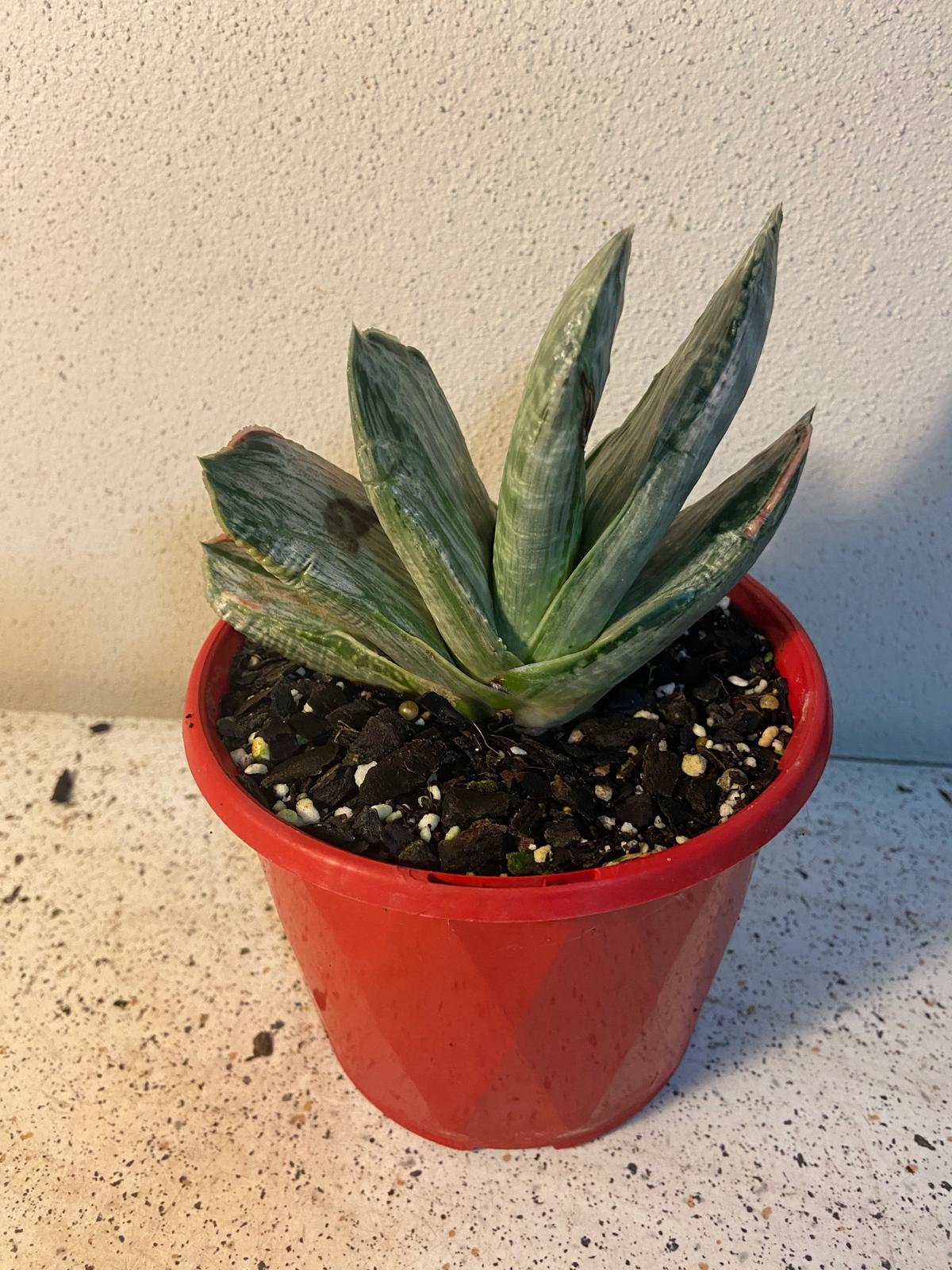 Gasteria Grandorf