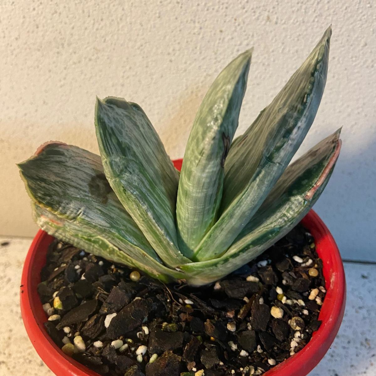 Gasteria Grandorf