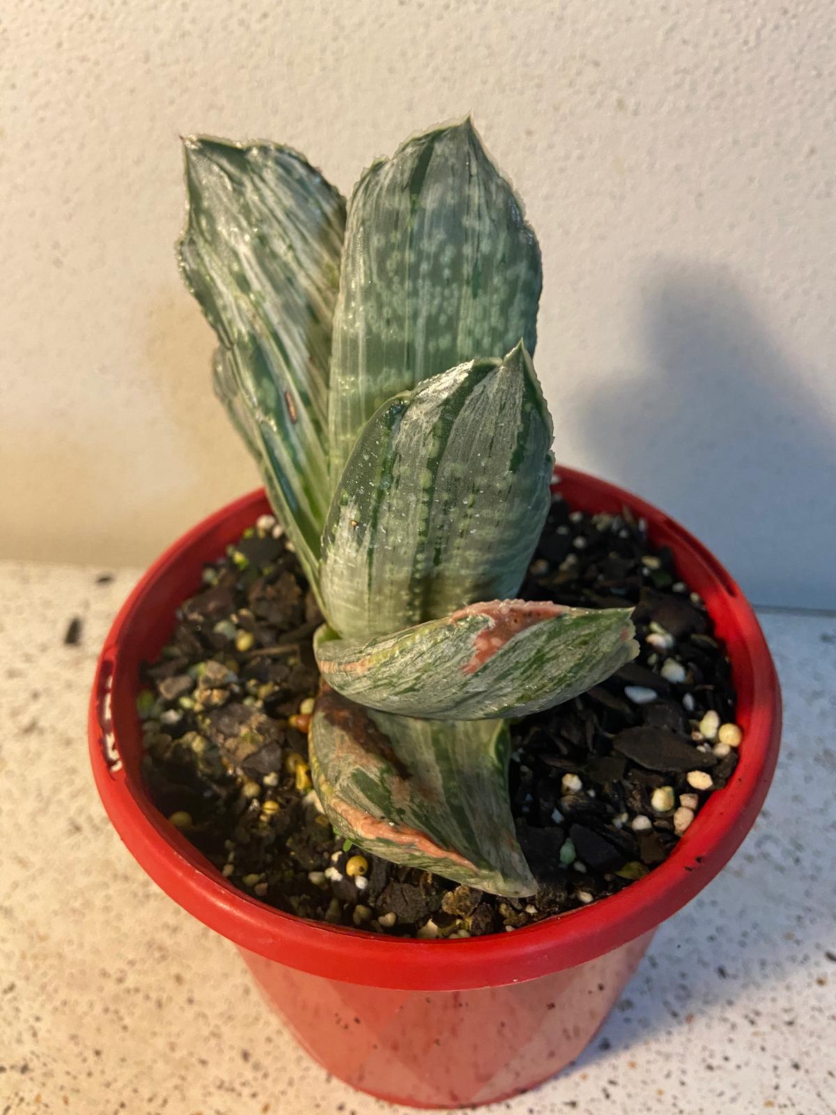 Gasteria Grandorf