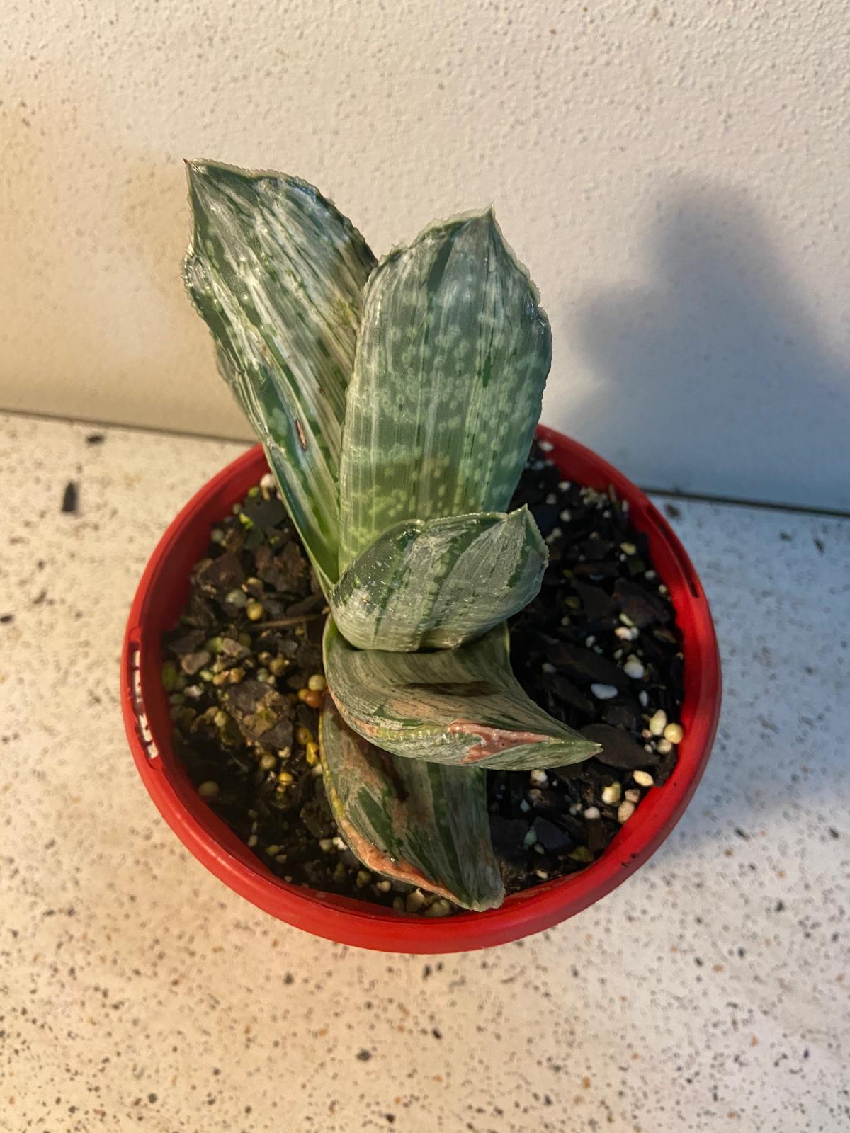 Gasteria Grandorf