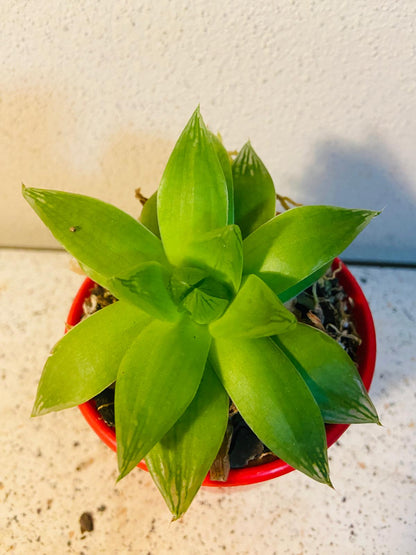 Haworthia Cymbiformis