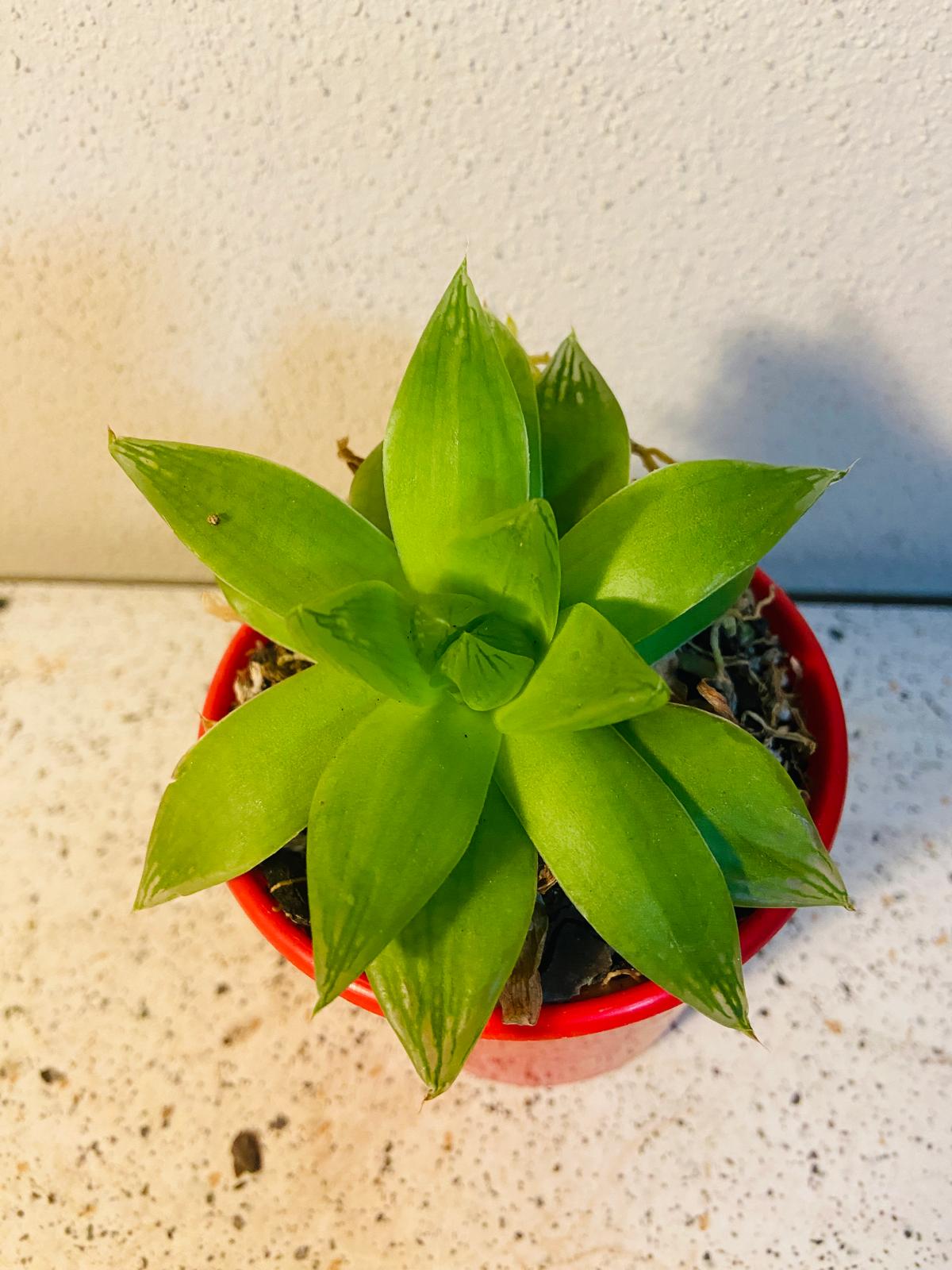 Haworthia Cymbiformis