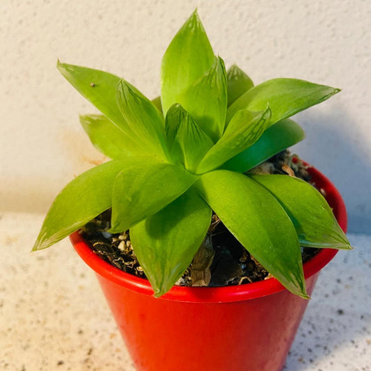 Haworthia Cymbiformis