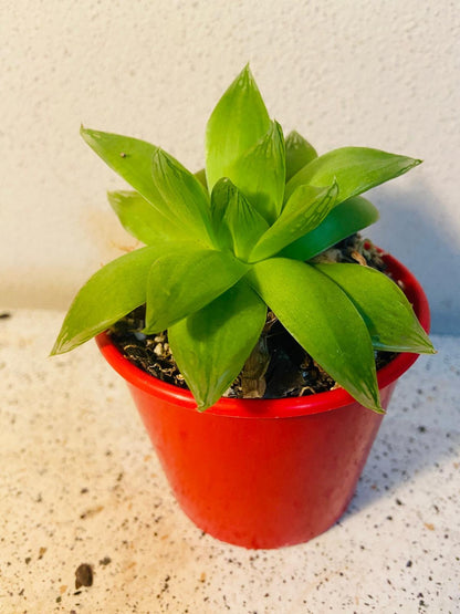 Haworthia Cymbiformis