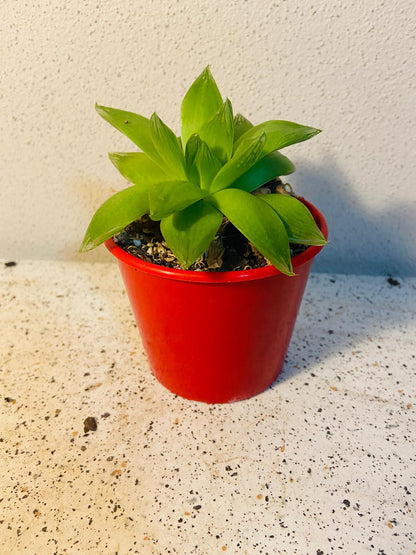 Haworthia Cymbiformis