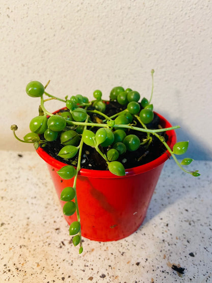 Senecio - String of Pearls