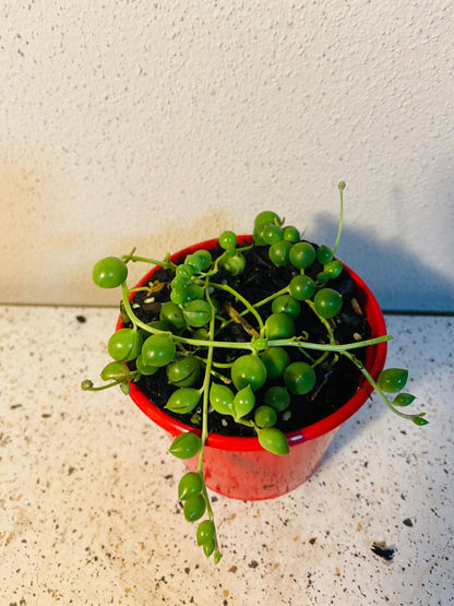 Senecio - String of Pearls