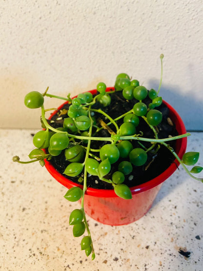 Senecio - String of Pearls