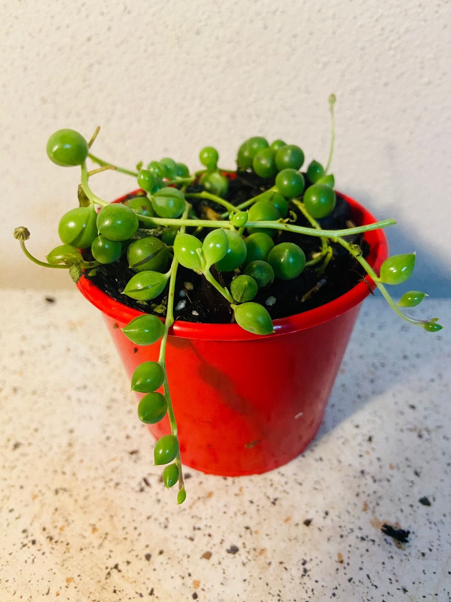 Senecio - String of Pearls