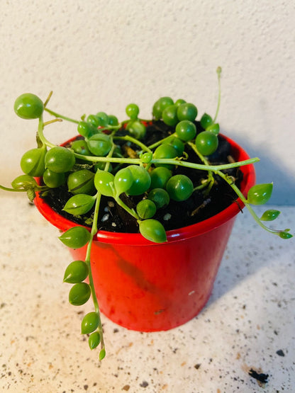Senecio - String of Pearls