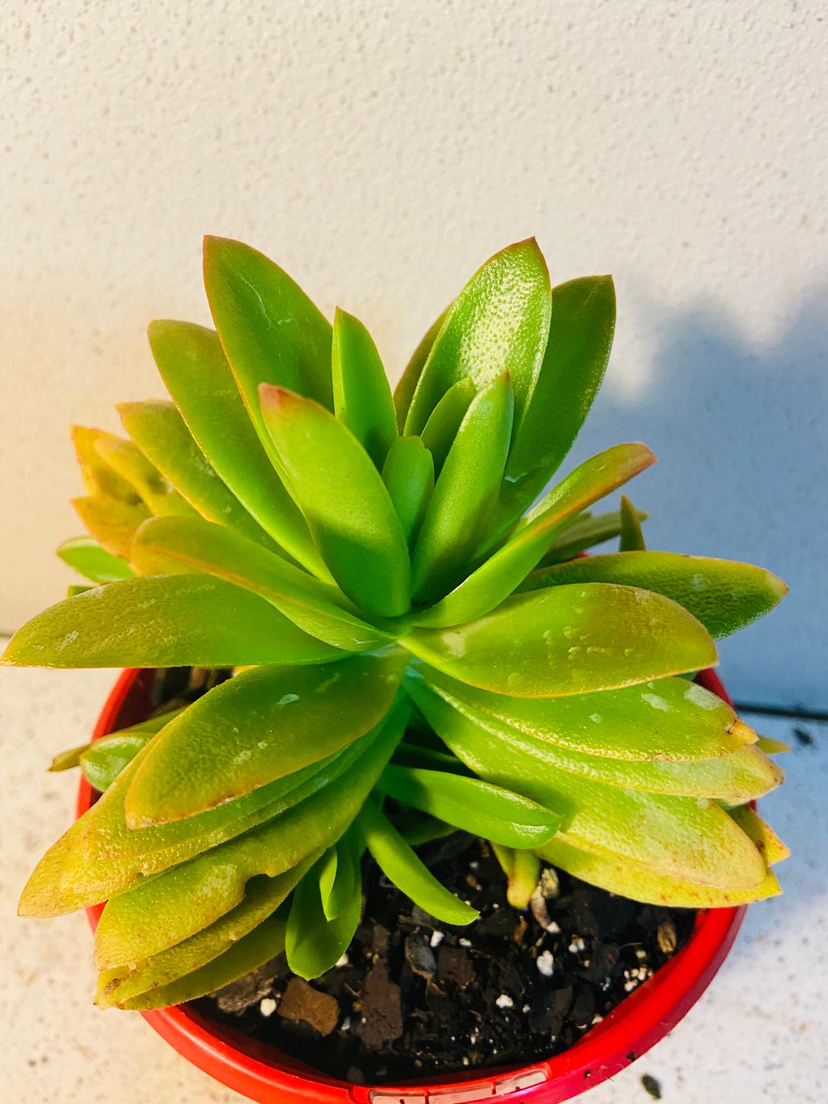 Crassula Capitella Campfire