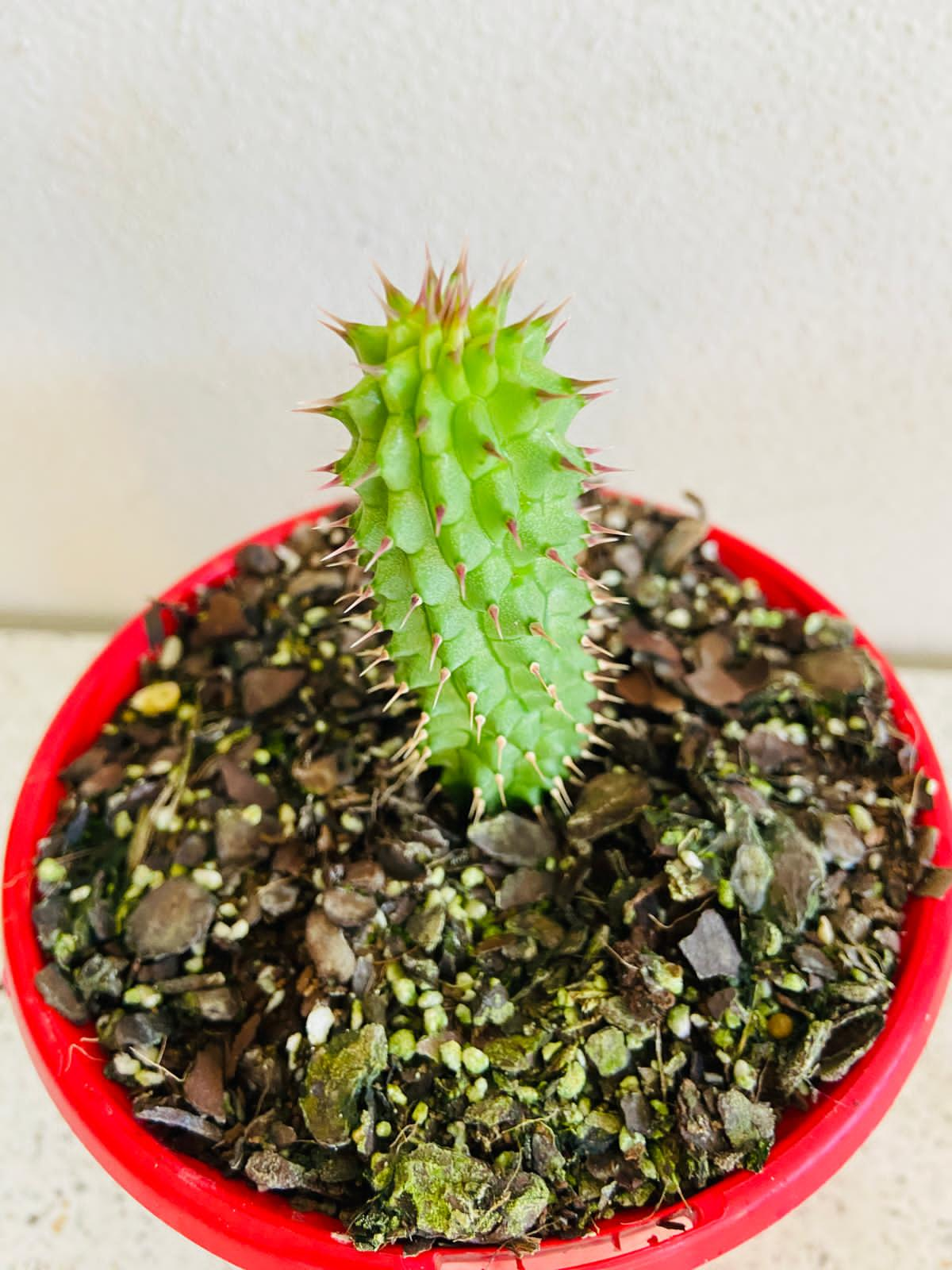 Hoodia Gordonii