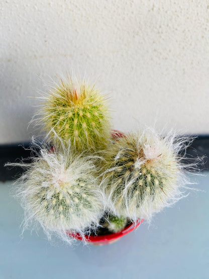 Cacti - Espostoa Old Man Cactus #136