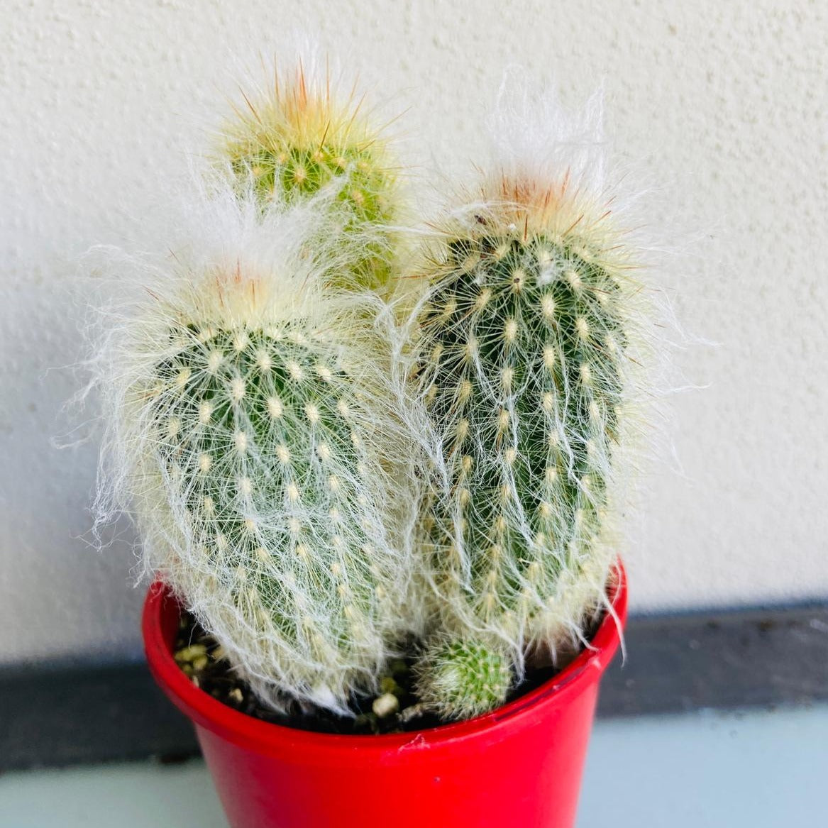 Cacti - Espostoa Old Man Cactus #136