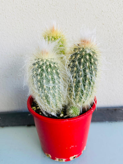 Cacti - Espostoa Old Man Cactus #136