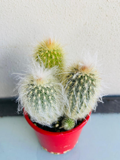 Cacti - Espostoa Old Man Cactus #136