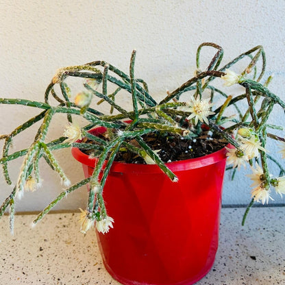 Rhipsalis Pilocarpus