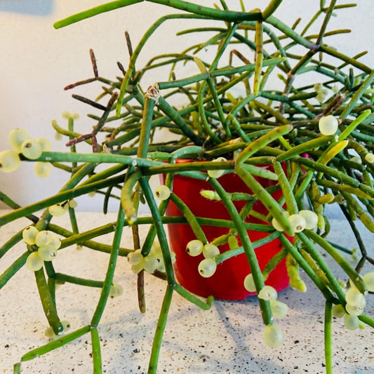 Rhipsalis Red Coral