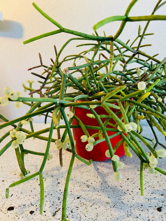 Rhipsalis Red Coral- 130mm