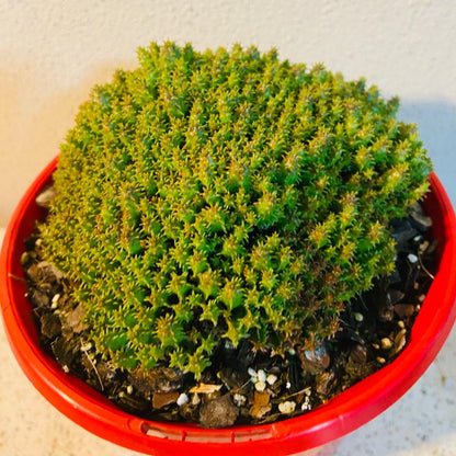 Euphorbia Submammillaria Pfersdorfii #56